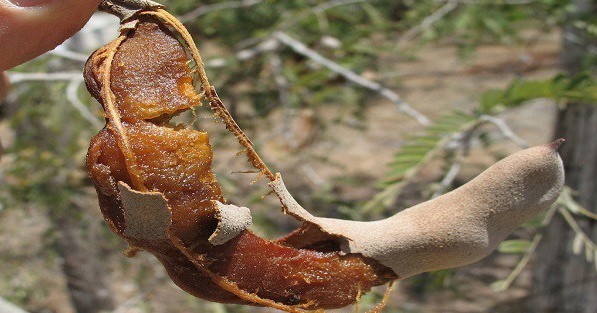 Ako-patite-od-visokog-šećera-gubitka-kose-i-problema-sa-kostima-probajte-ovo-čudo-prirode