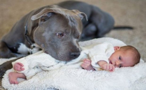 pas-pitbul