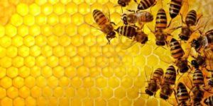 propolis-580x290