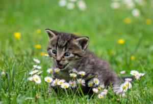 kitty-2948404_1280