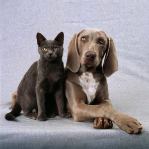 RtSktkqTURBXy9mMTBmMGYxOWRiNTMwYTZlNWE1MjI2Njc0NzY2ZTBlYS5qcGVnk5UCzQMUAMLDlQIAzQL4wsOVB9kyL3B1bHNjbXMvTURBXy8xZDc0Y2I0MTcwNTk1MDQzNjYyOWNhYmQ2MDZmNTBmNi5wbmcHwgA