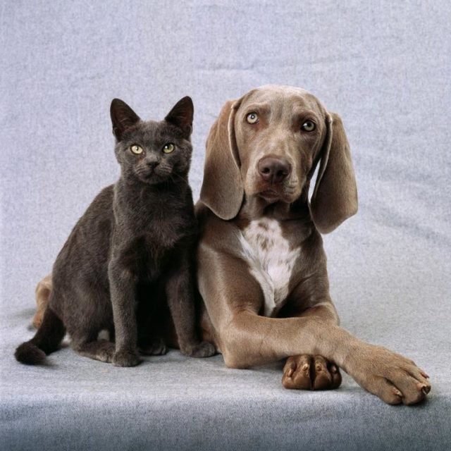 RtSktkqTURBXy9mMTBmMGYxOWRiNTMwYTZlNWE1MjI2Njc0NzY2ZTBlYS5qcGVnk5UCzQMUAMLDlQIAzQL4wsOVB9kyL3B1bHNjbXMvTURBXy8xZDc0Y2I0MTcwNTk1MDQzNjYyOWNhYmQ2MDZmNTBmNi5wbmcHwgA
