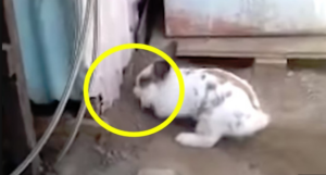 87