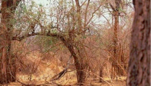 zirafa