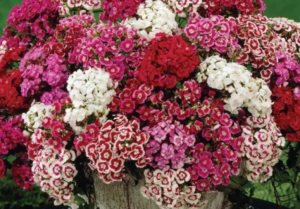 image-21