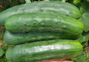 image-51