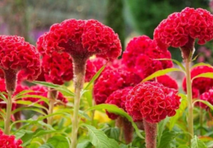 image-56