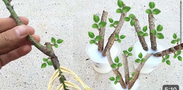 image-61
