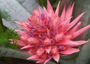 bromelija