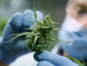 marihuana