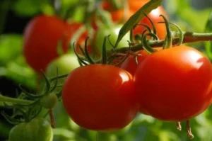 1720613770-tomato-2643774-1280-750x430-690x480