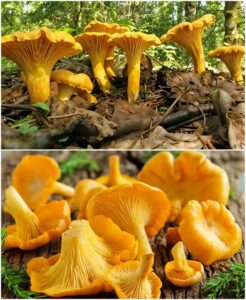 487212046_3072123236297470_3233472087134945765_n