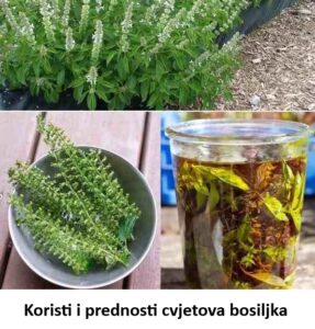 bosiljak c