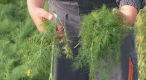 kaonekabiljka