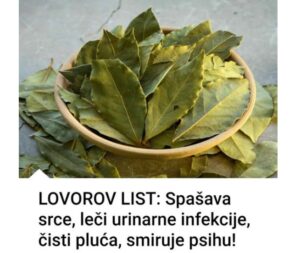 lovorov list