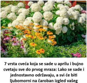 vrsta