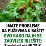 IMATE PROBLEME SA PUŽEVIMA U BAŠTI? EVO KAKO DA IH SE ZAUVIJEK RIJEŠITE: Stručnjaci otkrili TRIK, treba vam 1 stvar