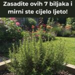 Dvorište bez komaraca! Zasadite ovih 7 biljaka i mirni ste cijelo ljeto!