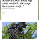BOŽIJA BILJKA: “Biljka koja može zamijeniti sve druge lijekove na zemlji…”