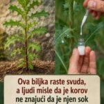  Biljka koju ljudi smatraju “korovom”, a ima zanimljivu upotrebu