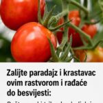 Zalijte paradajz i krastavac ovim rastvorom i rađaće do besvijesti: Baštovanski trik odmah djeluje