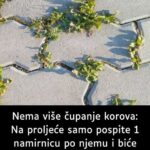 Nema više čupanje korova: Na proljeće samo pospite 1 namirnicu po njemu i biće trajno uništen