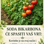 SODA BIKARBONA ĆE SPASITI VAŠ VRT: Koristite je na ovaj način i zaštitite voće i povrće od propadanja