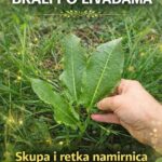  Zaboravljena divlja biljka s nevjerojatnim zdravstvenim prednostima 