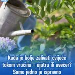 Kada je bolje zalivati cvijeće tokom vrućina – ujutru ili uvečer? Samo jedno je ispravno