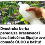 Dvostruka Berba Paradajza, Krastavaca I Bez Štetočina: Sipajte Ovo Domaće ČUD0 U Baštu