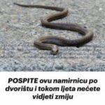 P0SPITE ovu namirnicu po dvorištu: NEĆETE VlŠE NlKAD VlDJETl ZMlJU U DV0RlŠTU!