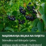 Ova tamna bobica čisti organizam, jača srce i čuva zdravlje — a većina ljudi ni ne zna koliko je moćna!